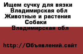 Ищем сучку для вязки - Владимирская обл. Животные и растения » Собаки   . Владимирская обл.